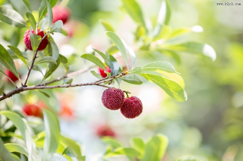 红色甘甜的慈溪杨梅图片大全