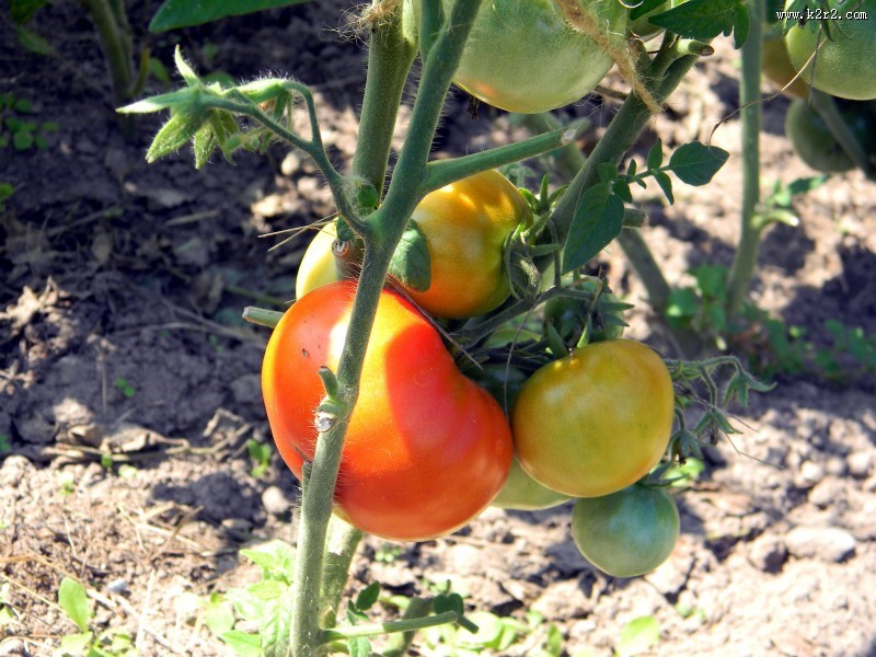 切开的西红柿图片