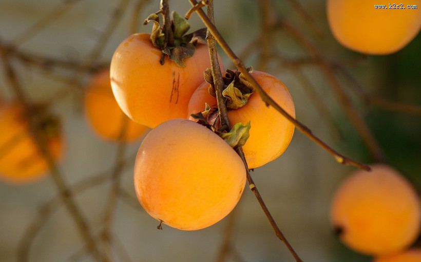 香甜的柿子图片