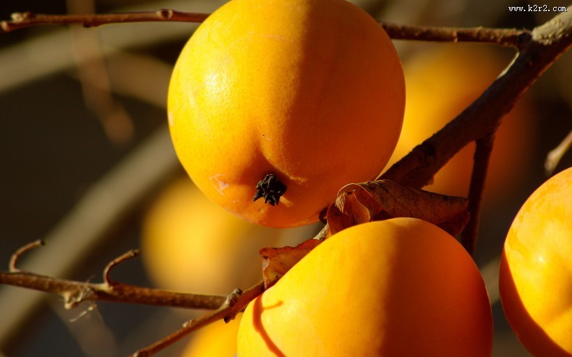 香甜的柿子图片