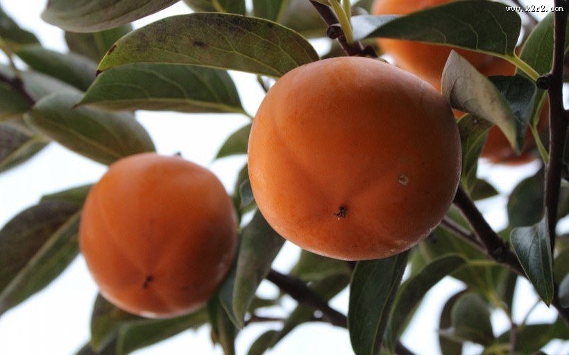 香甜的柿子图片