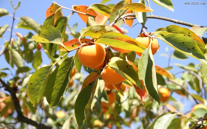 香甜的柿子图片