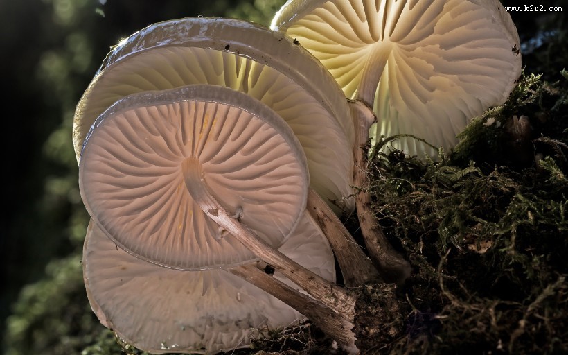 美味的秀珍菇图片大全