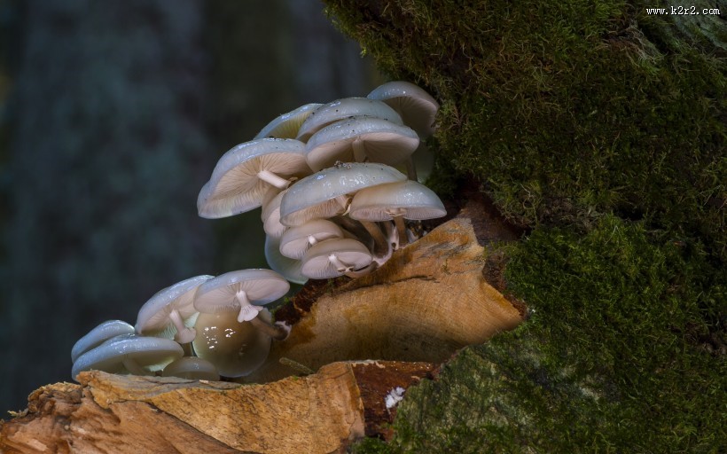 美味的秀珍菇图片大全