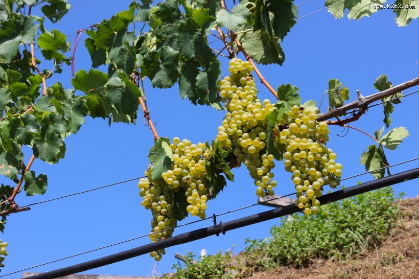 葡萄藤上新鲜的绿葡萄图片