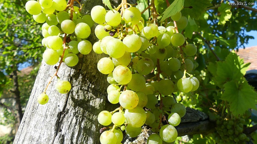 葡萄藤上新鲜的绿葡萄图片