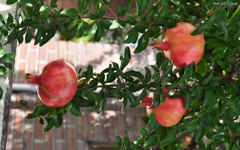 树上的石榴图片