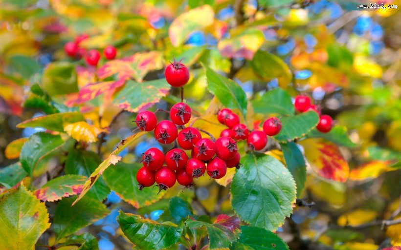 挂满枝头的山楂图片
