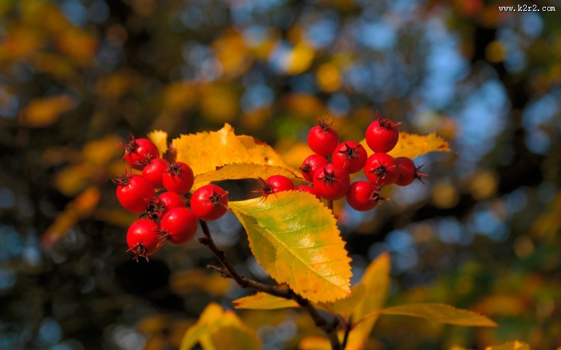 挂满枝头的山楂图片