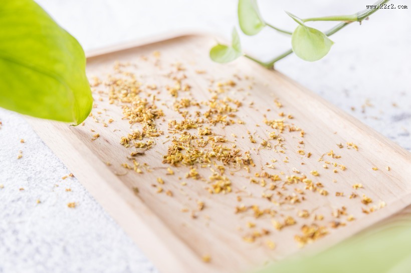 清香怡人的桂花茶图片