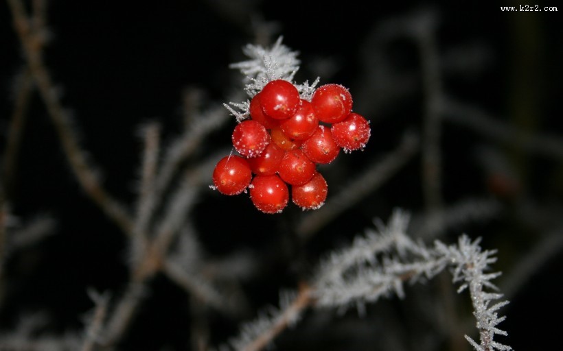 冬日的红色浆果图片大全