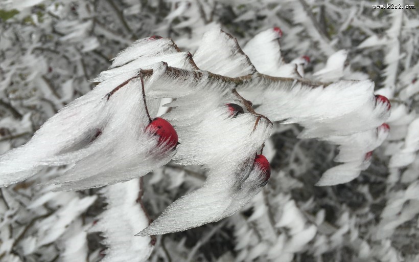 冬日的红色浆果图片大全