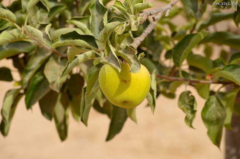 美味的青苹果图片