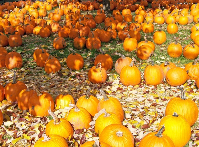 成堆的南瓜图片大全