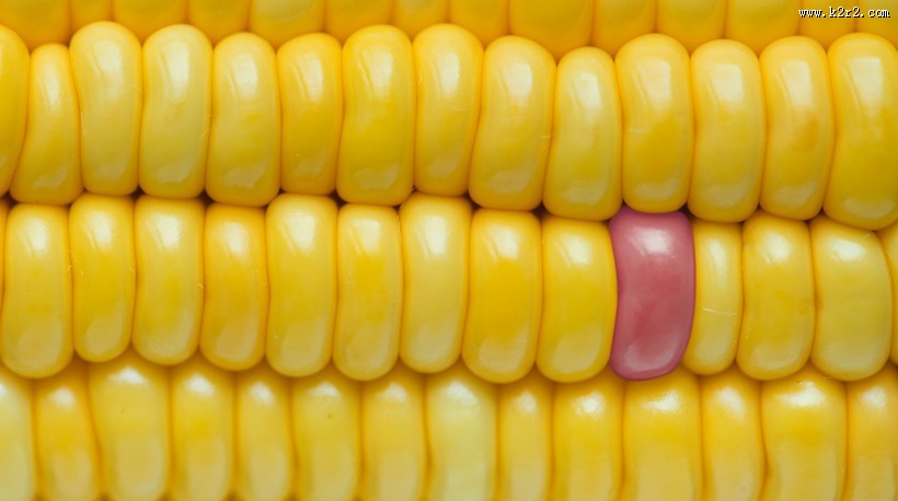 五颜六色的蔬菜图片都大全