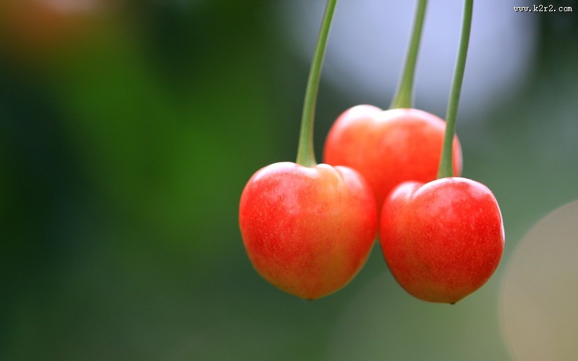 烟台大樱桃图片