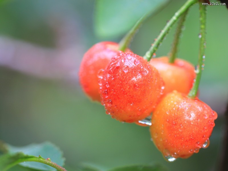 烟台大樱桃图片