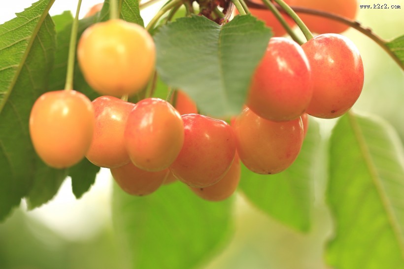 烟台大樱桃图片