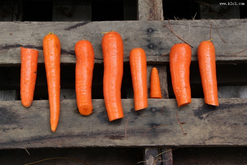 新鲜营养的胡萝卜图片