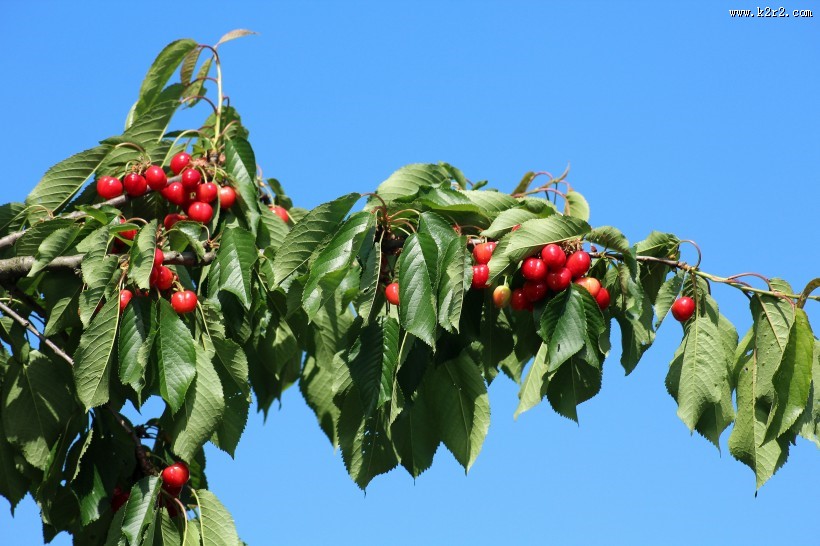 树枝上的樱桃图片大全
