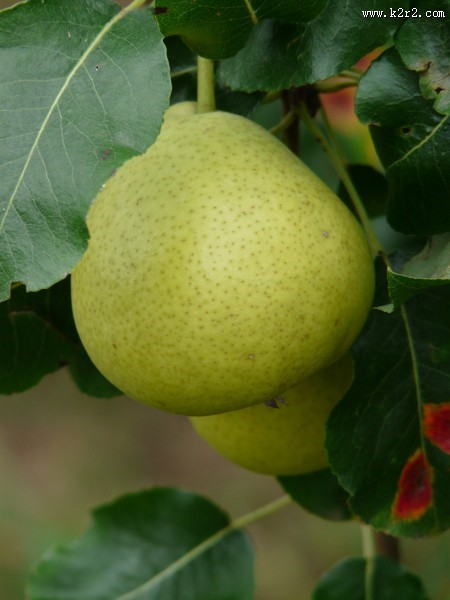 清甜多汁的梨图片