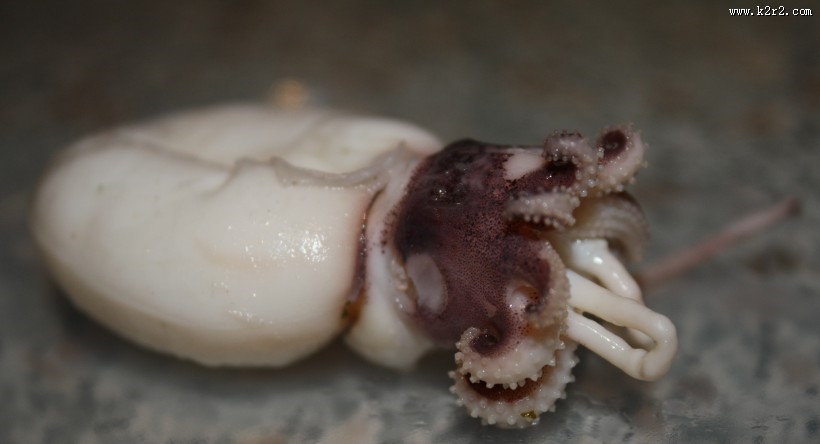 新鲜的乌贼海鲜图片大全