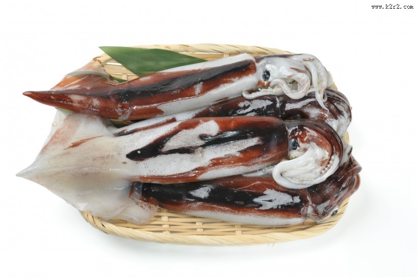 新鲜的乌贼海鲜图片大全