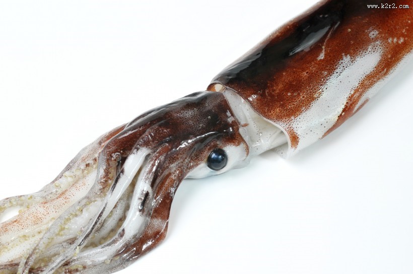 新鲜的乌贼海鲜图片大全