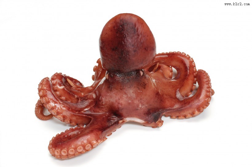 新鲜的乌贼海鲜图片大全