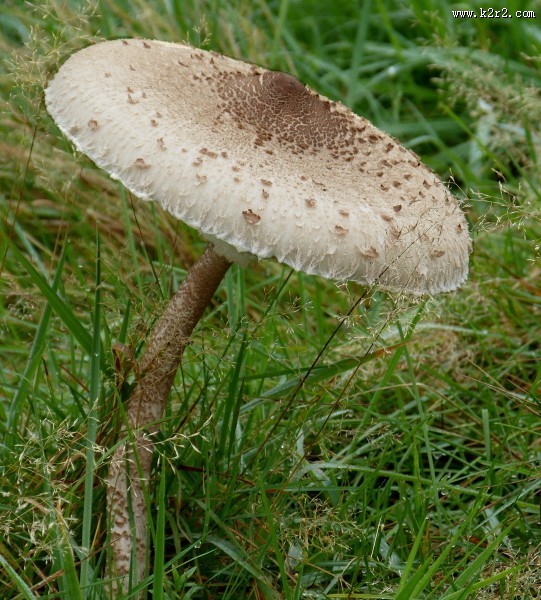 阴凉地上的一只蘑菇图片