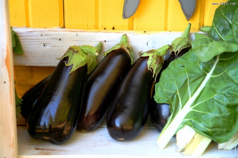 营养丰富的茄子图片大全