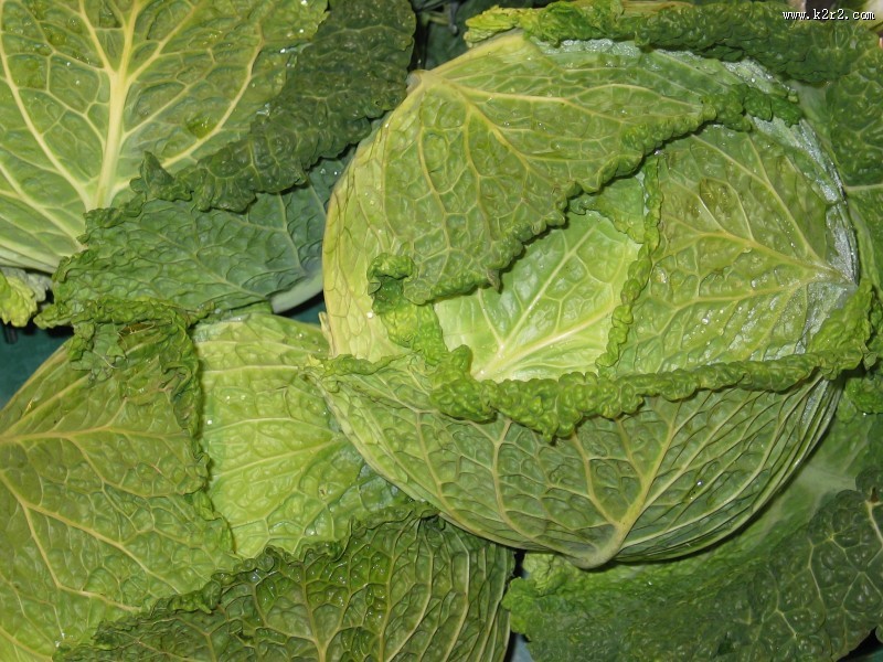 绿色健康的卷心菜图片