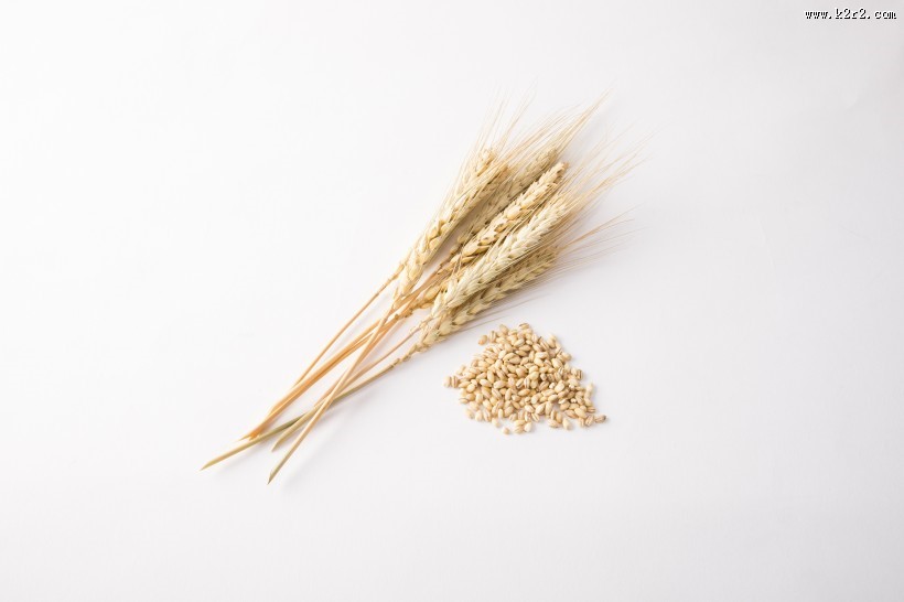 麦子和麦穗图片