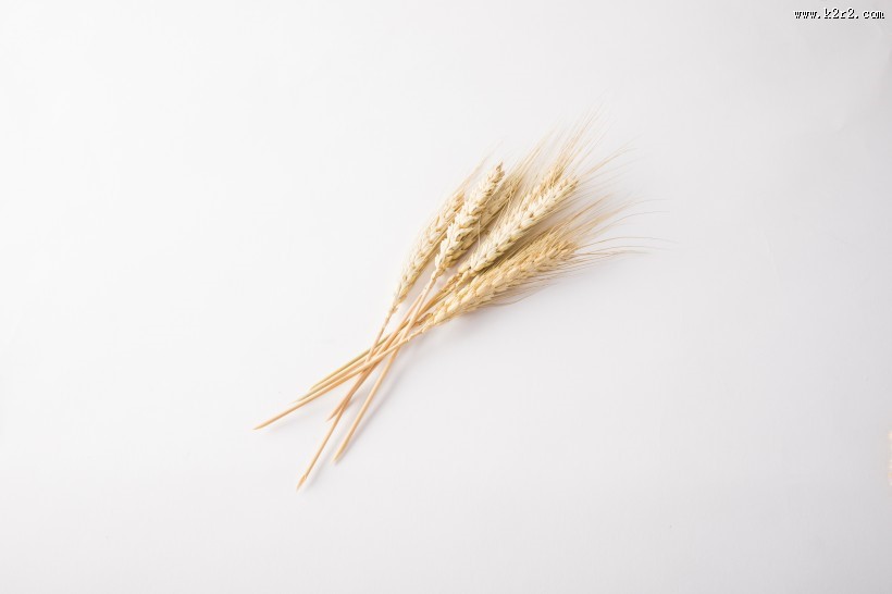 麦子和麦穗图片