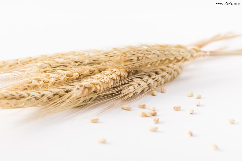 麦子和麦穗图片