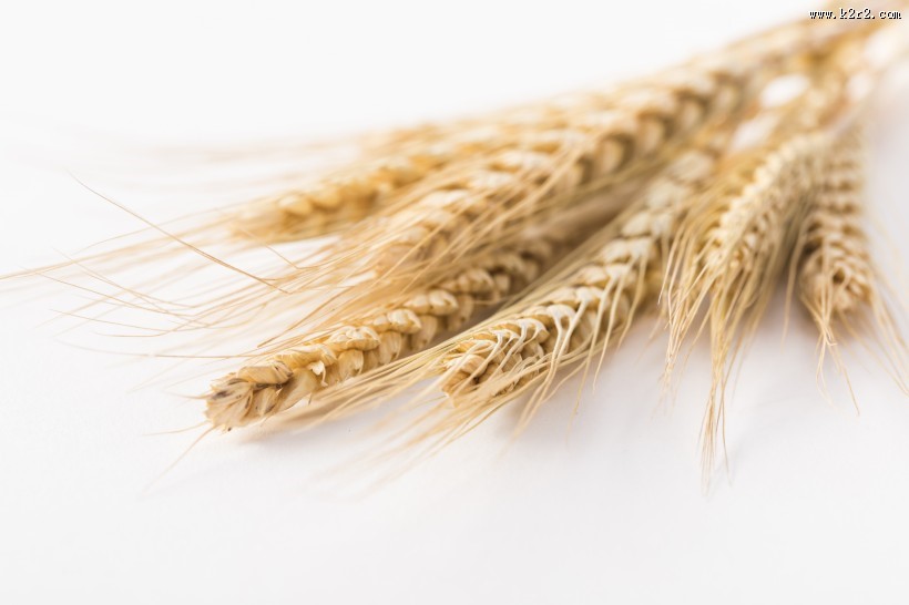 麦子和麦穗图片