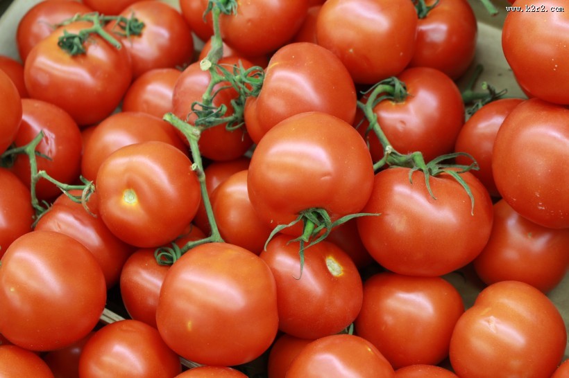 鲜红的西红柿图片大全