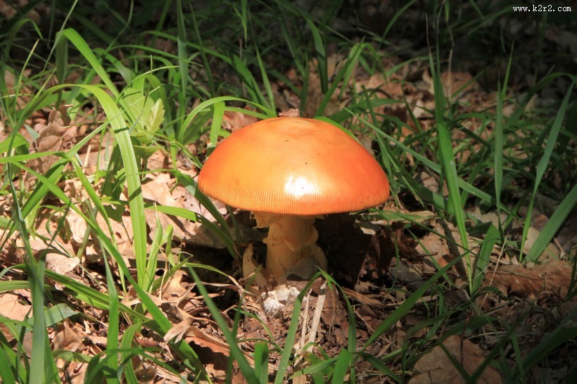 生长在地上的一只蘑菇图片大全