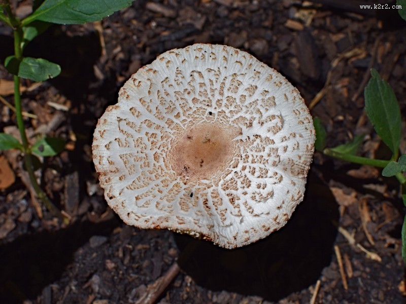 生长在地上的一只蘑菇图片大全