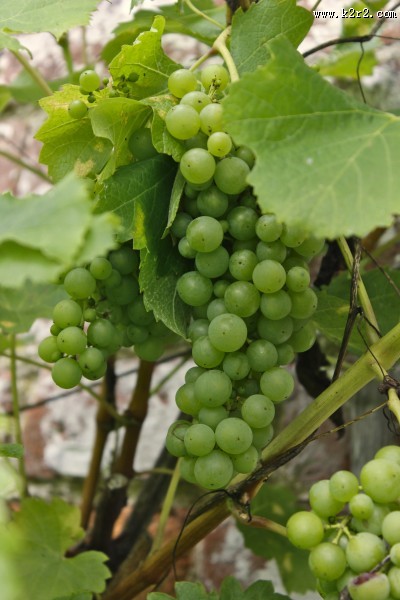 枝头上的绿葡萄图片