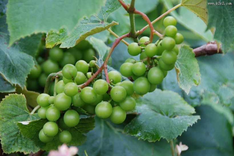 枝头上的绿葡萄图片
