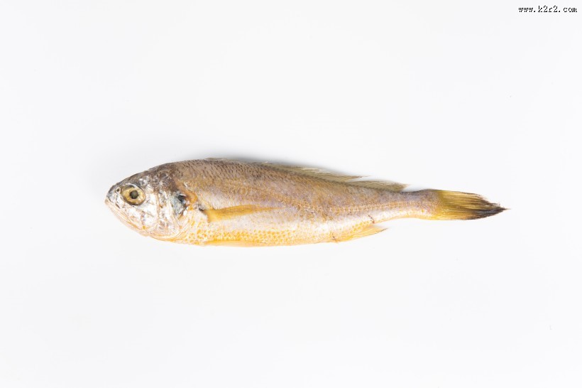 营养小黄鱼图片大全