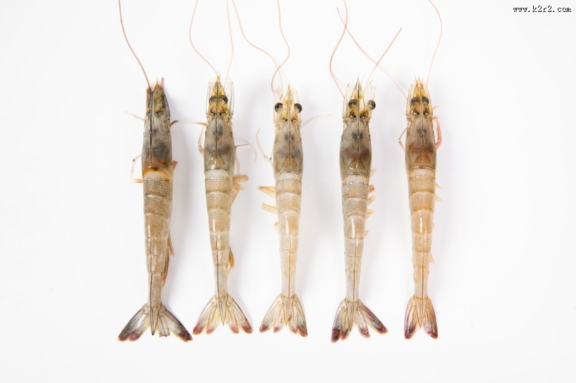 美味新鲜的基围虾图片