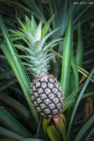 酸甜可口的菠萝图片