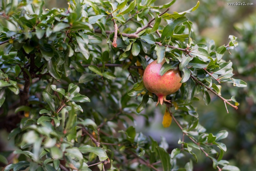 树上未采摘的石榴图片
