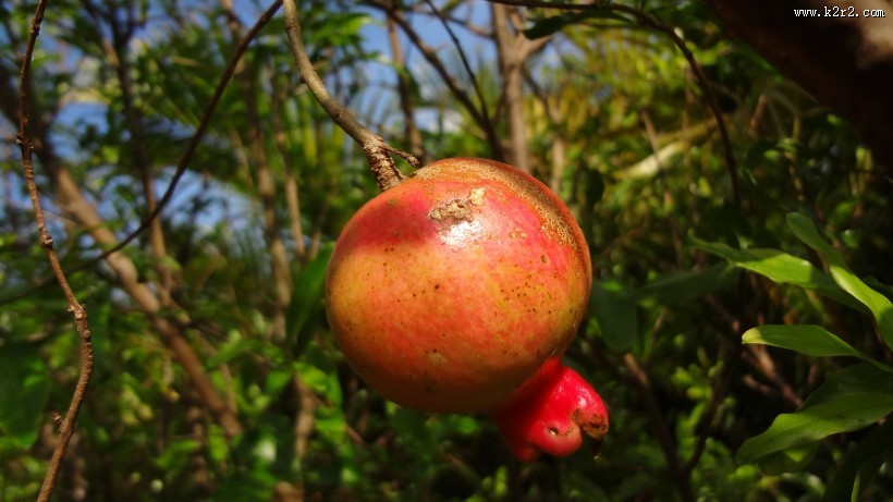 树上未采摘的石榴图片