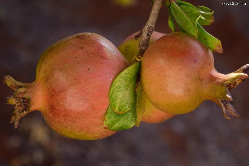 树上未采摘的石榴图片