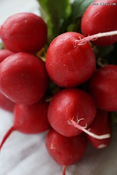 营养丰富的红萝卜图片