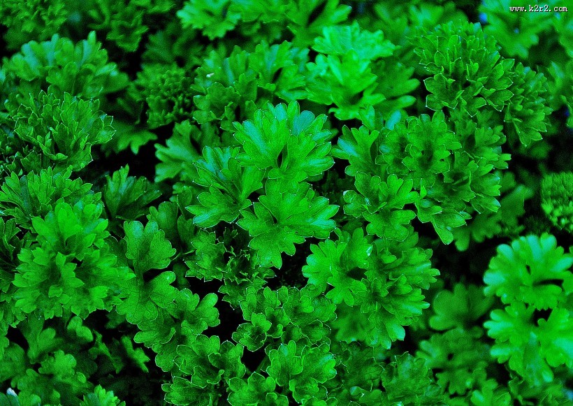 翠绿的香菜图片