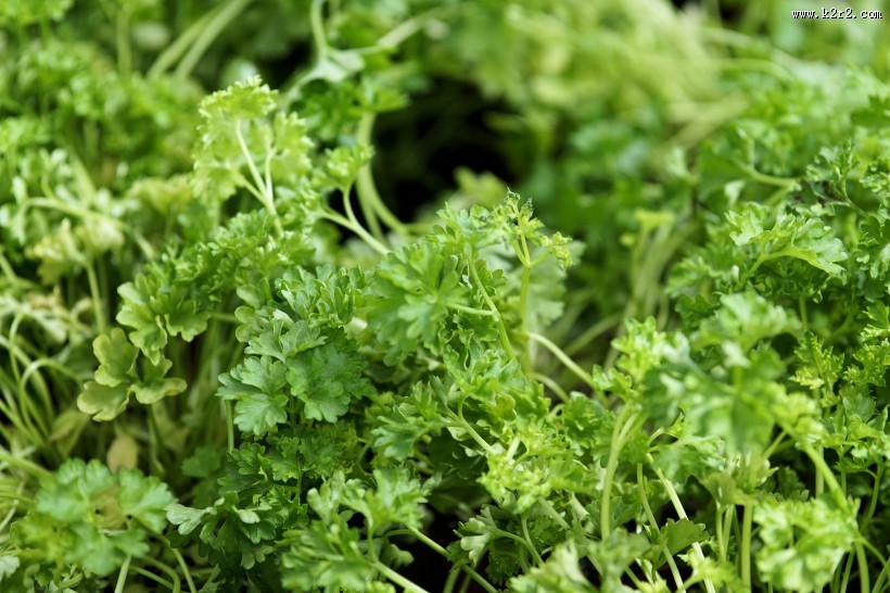 翠绿的香菜图片